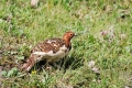 DSC_0090 (2)