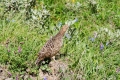 DSC_0091 (2)