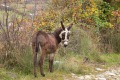albanien-028a
