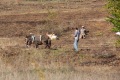 albanien-069a