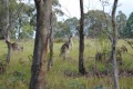 australien-1-111a