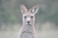 australien-1-122a