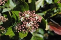 australien-10-032a