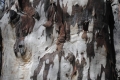 australien-10-065a