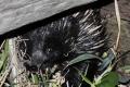 australien-10-094a