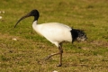 australien-10-122a