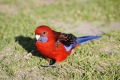 australien-2-032a
