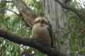 australien-2-151a