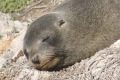 australien-2-322a