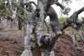 australien-3-022a