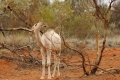 australien-3-342a