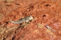 australien-4-052a