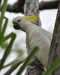 australien-5-209a