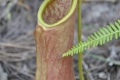australien-8-087a