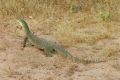 australien-8-151a