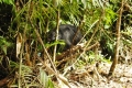 australien-8-296a