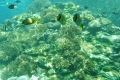 australien-9-098a
