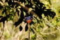 australien-9-272a