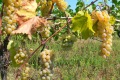 georgien-196a