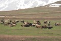 iran-1-178a