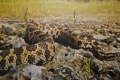 Mississauga Rattlesnake