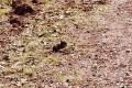 Minihörnchen