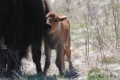 Bisons im....