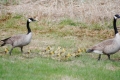 Gänsefamilie