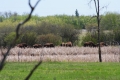Bisons im Gänsemarsch