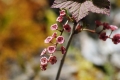 Natur