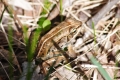 Chorfrosch