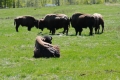 Bisonteenies