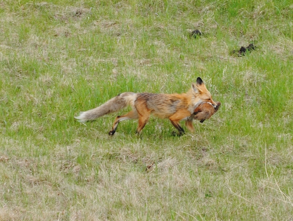 DSC_0009