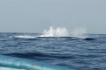 P1130668
