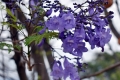DSC_0755b