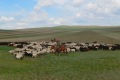 mongolei-1-017a