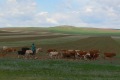 mongolei-1-018a