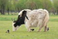 mongolei-1-119a