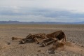mongolei-3-241a