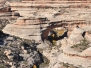 Natural Bridges NM