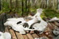 russland-1-059a