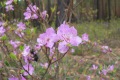 russland1-057a