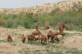 turkmenistan-045a