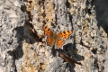 DSC_0014