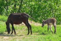 usbekistan-2-118a